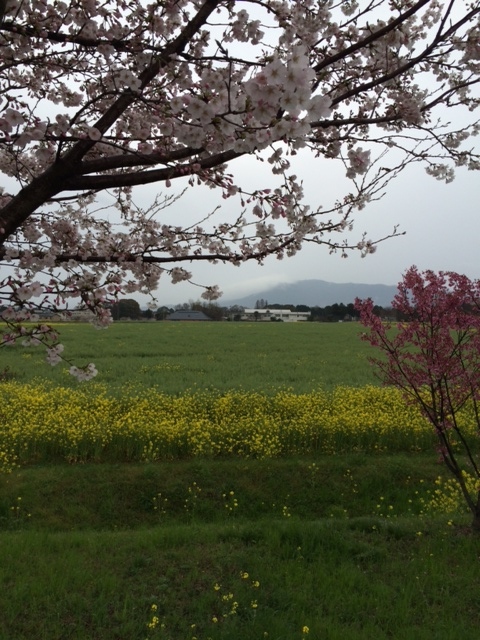 菜の花と桜と八面山が一枚に収まるスポット
